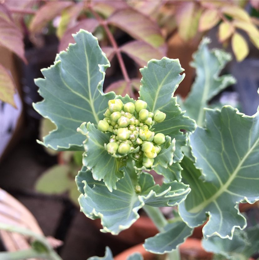 Edible perennials Regenerative Food and Farming